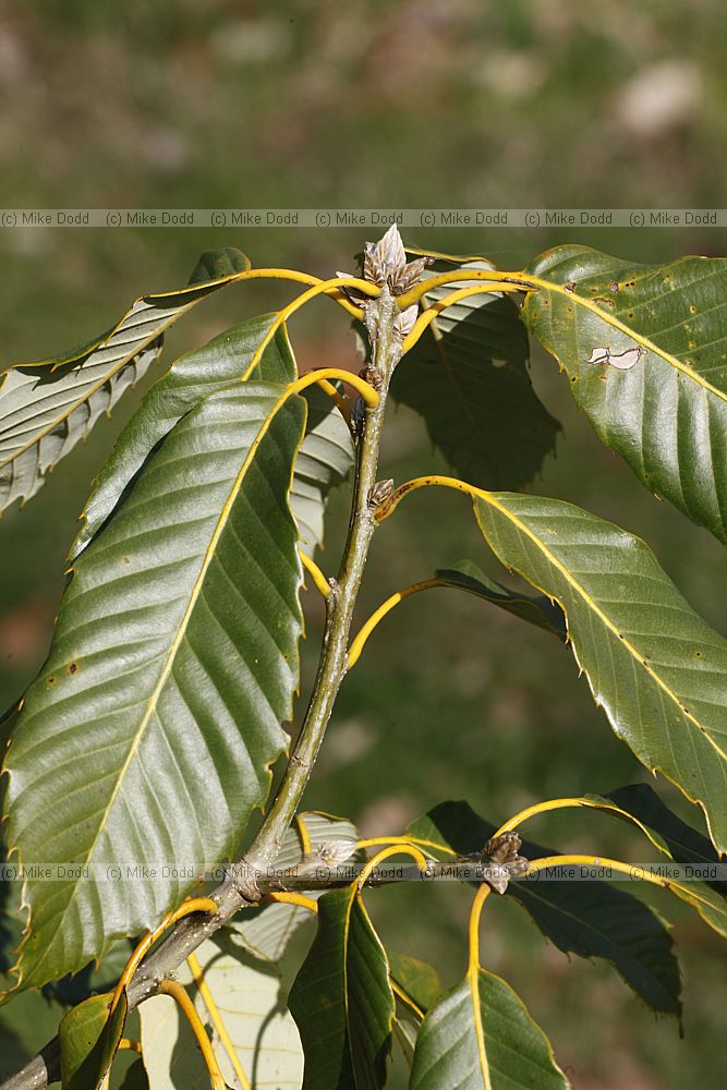 Quercus oxyodon