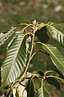Quercus oxyodon