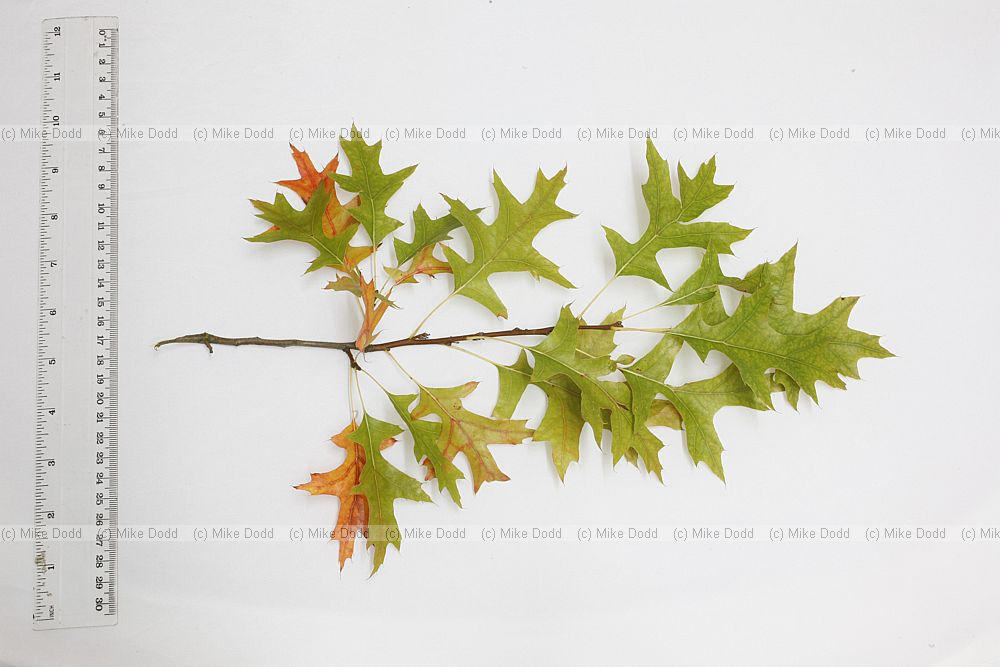 Quercus palustris Pin Oak