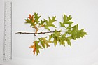 Quercus palustris Pin Oak