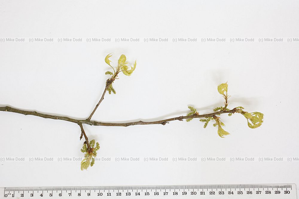 Quercus palustris Pin Oak