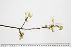 Quercus palustris Pin Oak
