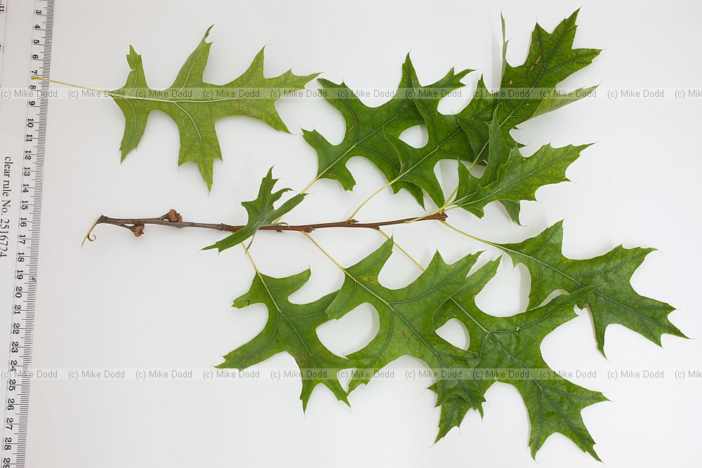 Quercus palustris Pin Oak