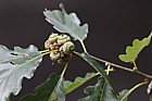 Quercus petraea Sessile Oak young acorns