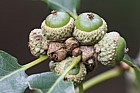 Quercus petraea Sessile Oak young acorns