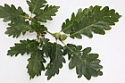 Quercus petraea Sessile Oak