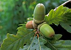 Quercus petraea Sessile oak