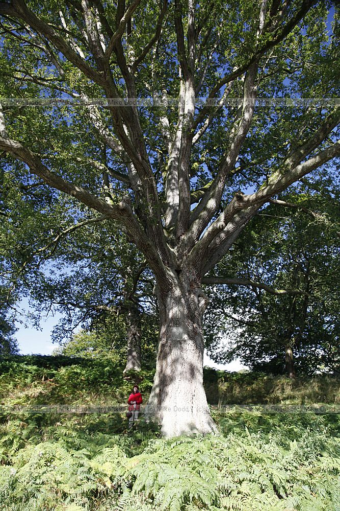 Quercus petrea Sessile Oak