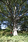 Quercus petrea Sessile Oak