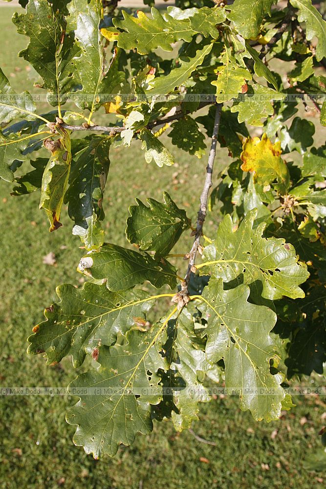 Quercus petrea Sessile Oak