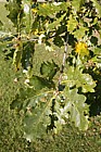 Quercus petrea Sessile Oak