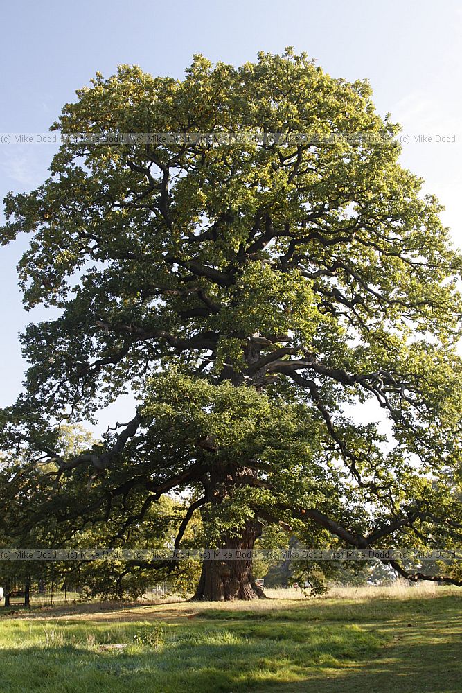 Quercus petrea Sessile Oak