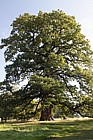 Quercus petrea Sessile Oak