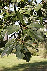 Quercus petrea Sessile Oak