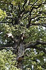 Quercus petrea Sessile Oak