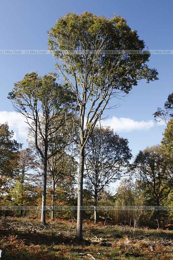 Quercus petrea Sessile Oak forest
