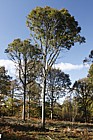 Quercus petrea Sessile Oak forest