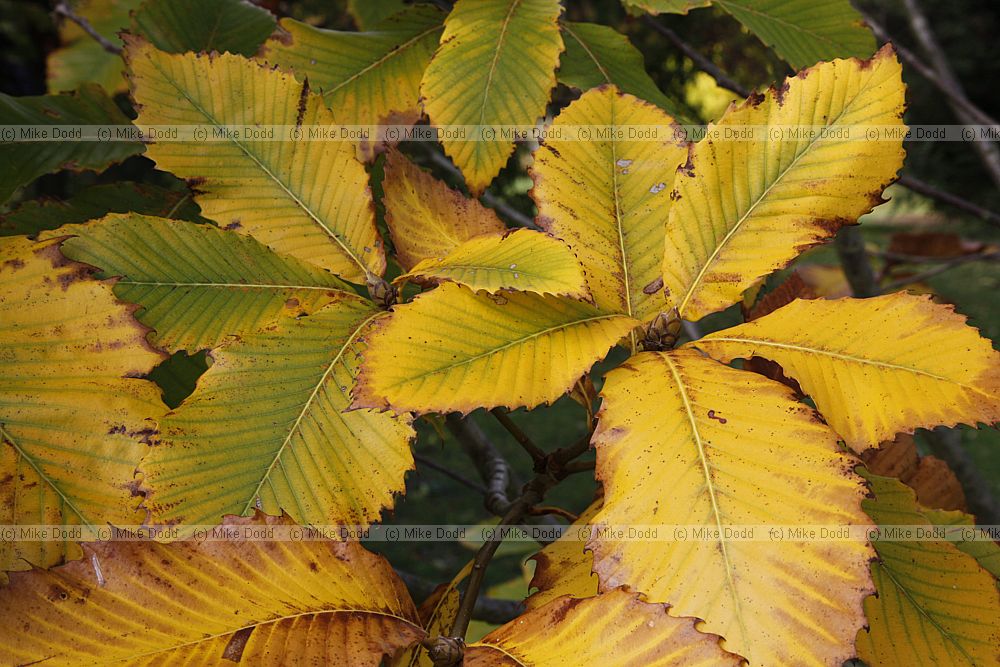 Quercus pontica