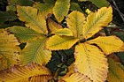 Quercus pontica