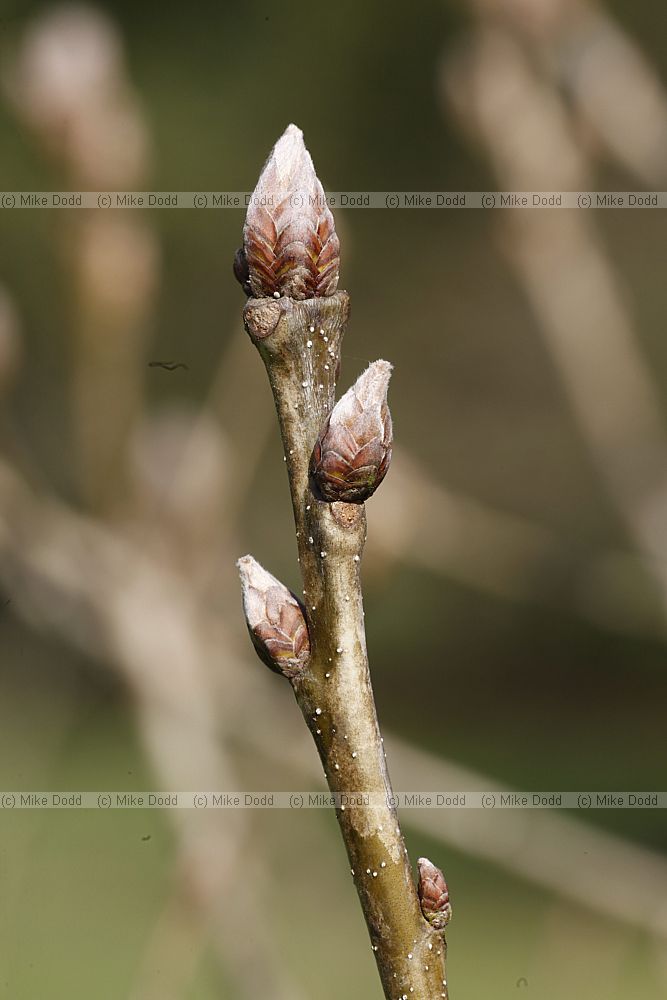 Quercus pontica Armenian Oak