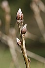 Quercus pontica Armenian Oak