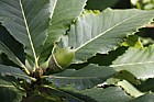 Quercus pontica Armenian Oak