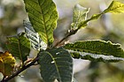 Quercus rhysophylla Loquat Oak