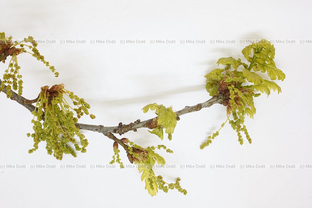 Quercus robur English Oak