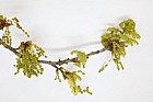 Quercus robur English Oak