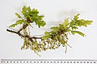 Quercus robur English Oak with Neuroterus quercusbaccarum gall wasp currant galls on flowers