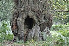 Quercus robur English Oak