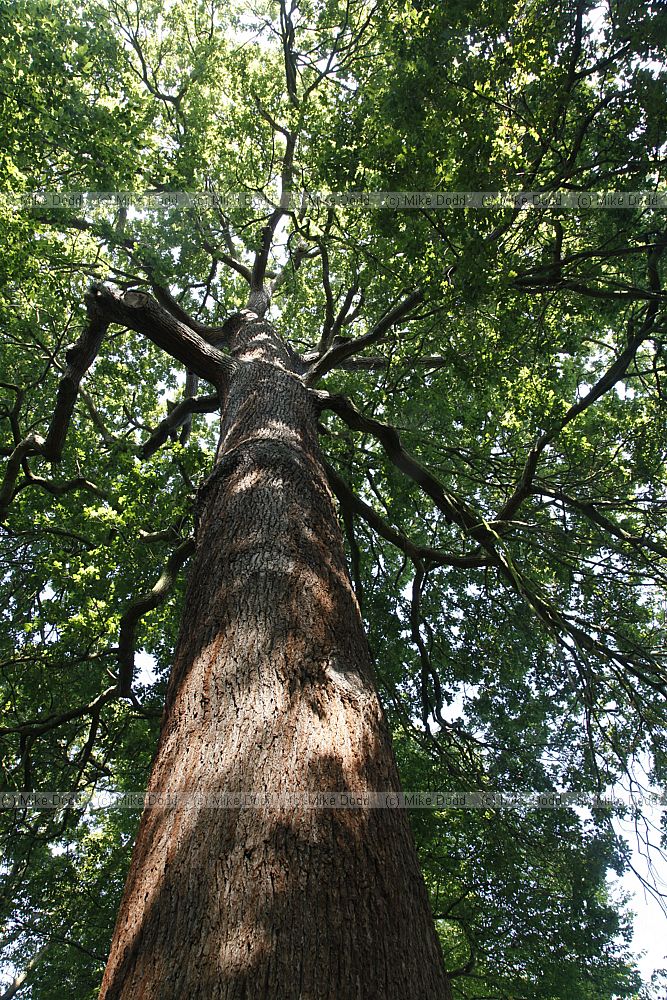 Quercus robur English Oak