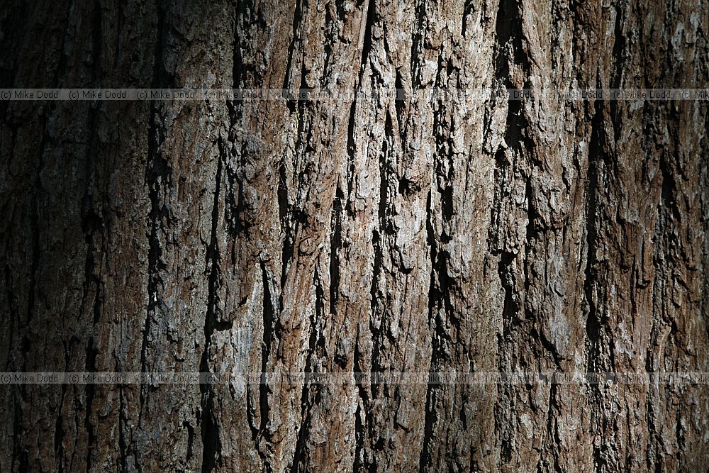 Quercus robur English Oak