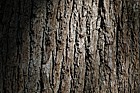 Quercus robur English Oak