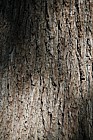 Quercus robur English Oak