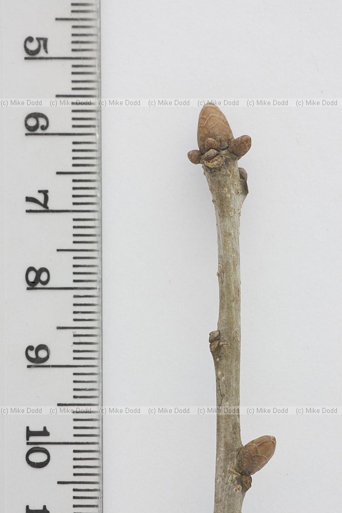 Quercus robur English Oak