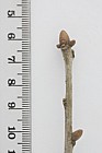 Quercus robur English Oak