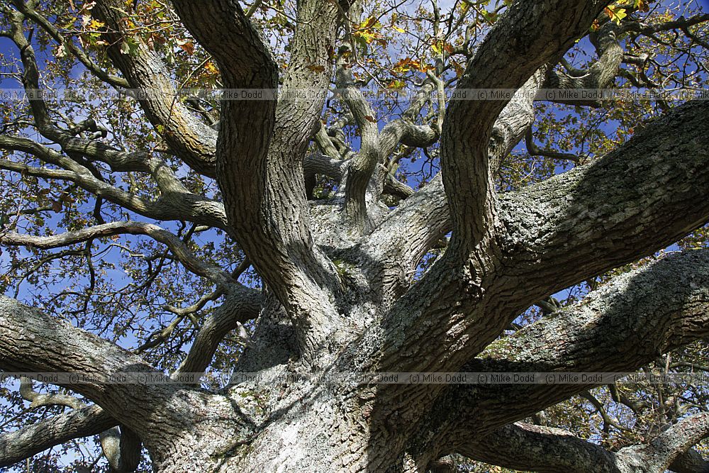 Quercus robur English oak autumn colour