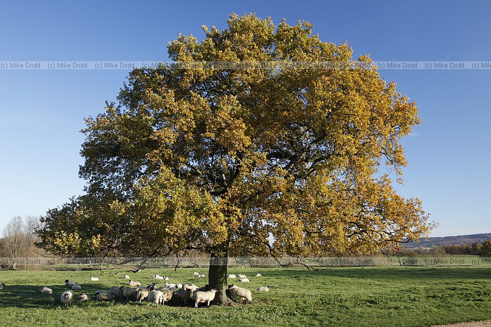 Quercus robur English Oak