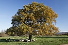 Quercus robur English Oak