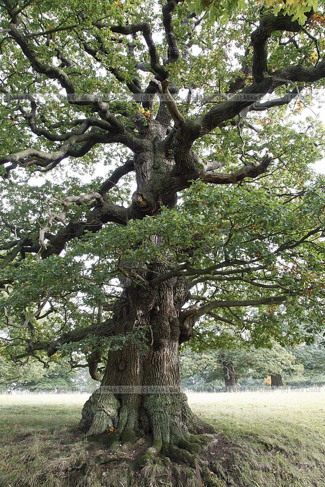 Quercus robur English Oak