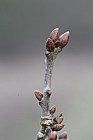 Quercus robur (check when leaves appear)