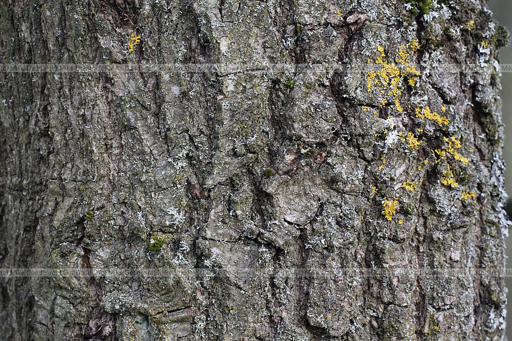 Quercus robur (check when leaves appear)