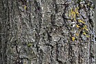Quercus robur (check when leaves appear)
