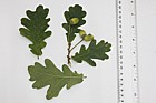 Quercus robur English Oak