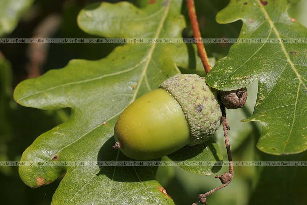 Quercus robur English Oak