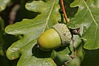 Quercus robur English Oak