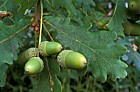 Quercus robur English Oak or Pedunculate Oak