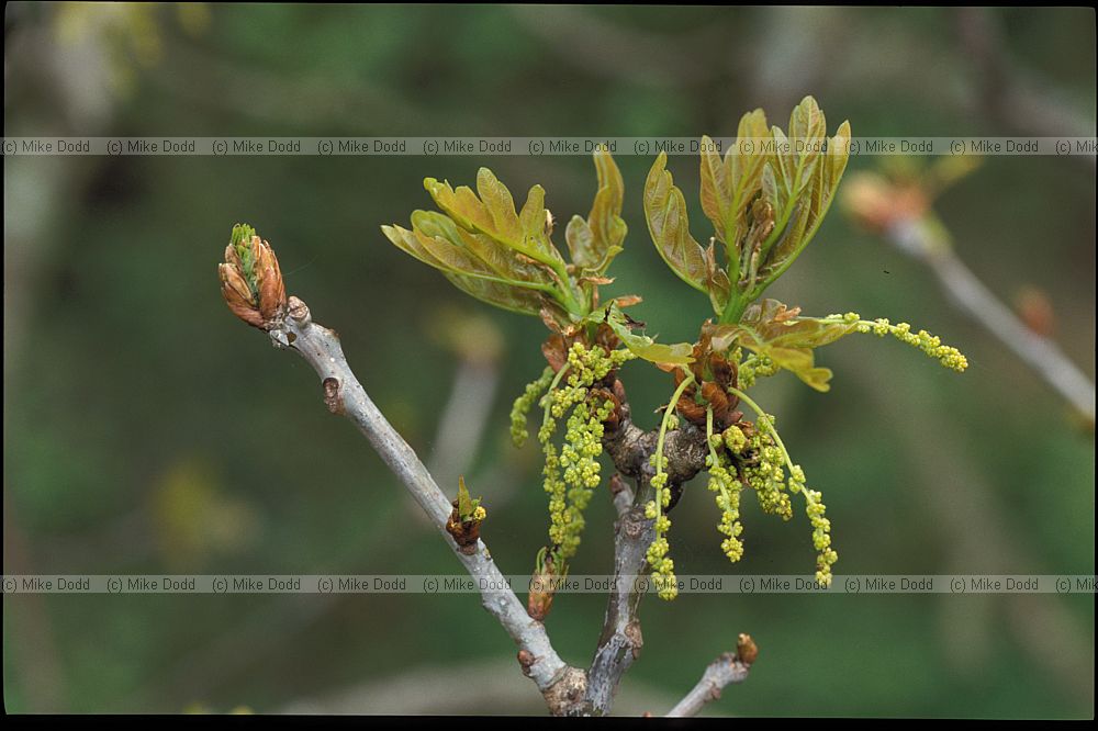 Quercus robur English Oak or Pedunculate Oak