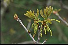 Quercus robur English Oak or Pedunculate Oak